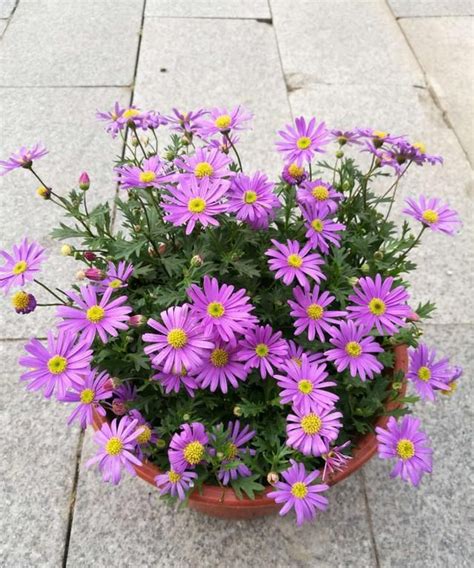 四季常開的花|四季花有哪些？蘭花、荷花、菊花、梅花各代表春夏秋冬